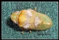 Tettigometra sp.